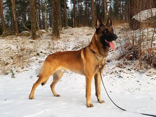 Storlurs Muskot Storlurs Muskot