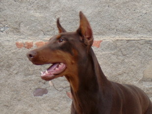 Paika Saphyr du Castel Tolosane Paika Saphyr du Castel Tolosane