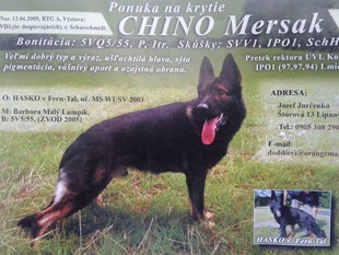 Chino Mersak Chino Mersak