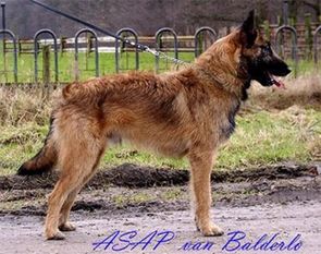 Asap van Balderlo Asap van Balderlo
