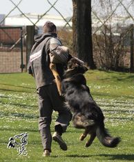 Aramis vom Hopfenbachtal Aramis vom Hopfenbachtal