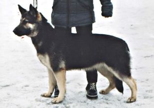 Ulli Koradzhi Laers Ulli Koradzhi Laers
