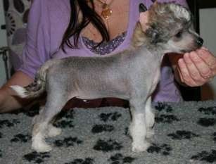 Cute And Crazy Hercules Cute And Crazy Hercules