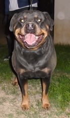 Gretta von der Schatten Gretta von der Schatten