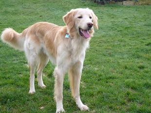 Bosse von Diefhausen Bosse von Diefhausen