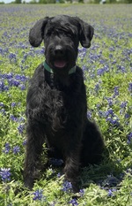 Houston von Elberfeld Houston von Elberfeld