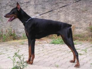 Geffrey von Utgard Geffrey von Utgard