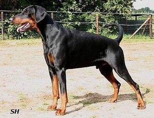 Floyd von Adel Stolz Floyd von Adel Stolz