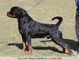 Lex vom Hause Edelstein Lex vom Hause Edelstein