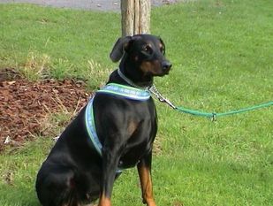Gravin Astra van het Doberforest Gravin Astra van het Doberforest