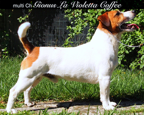 Gionus la Violetta Coffee Gionus la Violetta Coffee