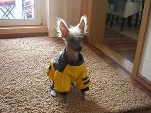 Be My Dog's Emilia Galotti Be My Dog's Emilia Galotti