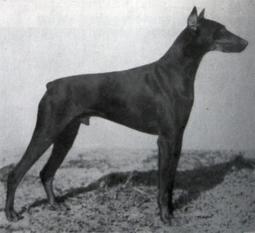 Benno von der Nibelungenstadt Benno von der Nibelungenstadt