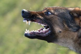 Wolf's Joy Wolf's Joy