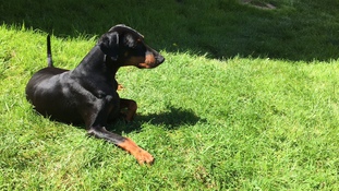Tyson vom Aurachgrund Tyson vom Aurachgrund
