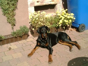 Fenris von Utgard Fenris von Utgard