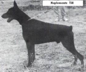 Naplemente Till Naplemente Till