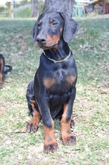 Dei Gloria Doberville Dhari Devi Dei Gloria Doberville Dhari Devi