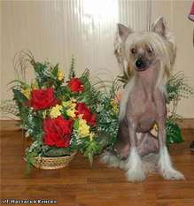 Irgen Gold Nastasia Kinski Irgen Gold Nastasia Kinski