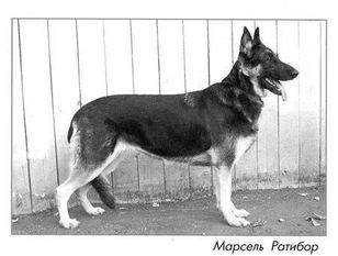 Marsel Ratibor Marsel Ratibor