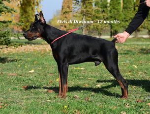Elvis di Diwinum Elvis di Diwinum
