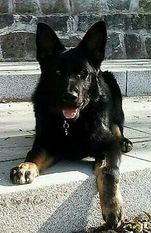 Brutus von der Königswiese Brutus von der Königswiese