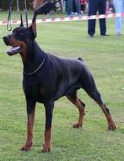 Murdock de Llama Eterna Murdock de Llama Eterna