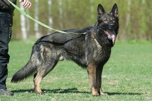 Torro von der Schiffslache Torro von der Schiffslache