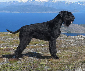 Astekinas Frøken Freken Astekinas Frøken Freken