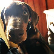 Funny European K9 training base Funny European K9 training base