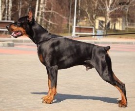 Zhakem Black Bird King Of Romania Zhakem Black Bird King Of Romania