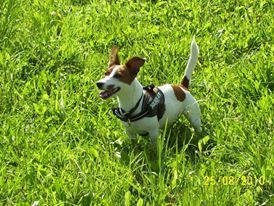 Trixie (Förster) Trixie (Förster)