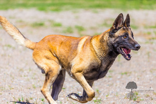 Deriem du Domaine des Six Bourgeois – working-dog Deriem du Domaine des Six Bourgeois – working-dog