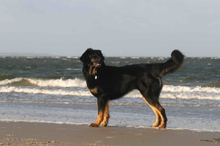 Beele von Diefhausen Beele von Diefhausen