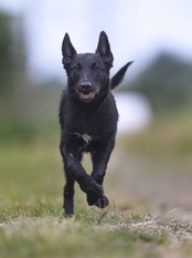 Gipsy Perro de la Casa Negra Gipsy Perro de la Casa Negra
