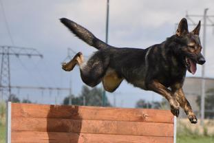 Ares vom Wolfsblut Ares vom Wolfsblut