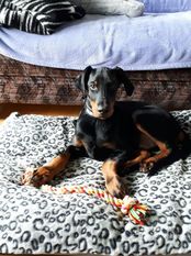 Dolce von Engelhardt Dolce von Engelhardt