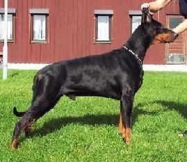 Dobscot's Black Royal Falco Dobscot's Black Royal Falco