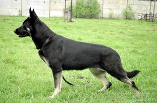 Zhaklin RKF R 1336427 (Aksenova) Zhaklin RKF R 1336427 (Aksenova)