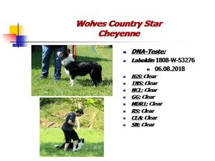 Wolves Country Star Cheyenne Wolves Country Star Cheyenne