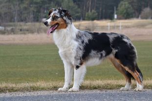Cool-Paws Big Dream Came True Cool-Paws Big Dream Came True