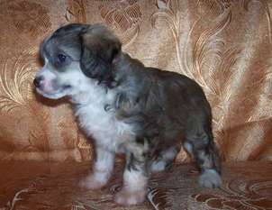 Tiby-tio Gold Anet Tiby-tio Gold Anet