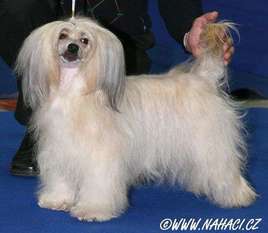 Lusy Modry Kvet Lusy Modry Kvet