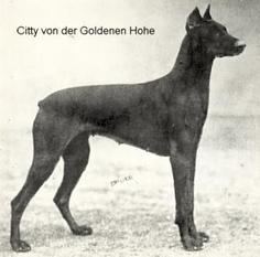 Citty von der Goldenen Höhe Citty von der Goldenen Höhe