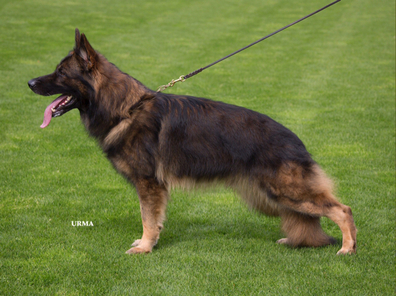 Perro von der schwarzen Natter Perro von der schwarzen Natter