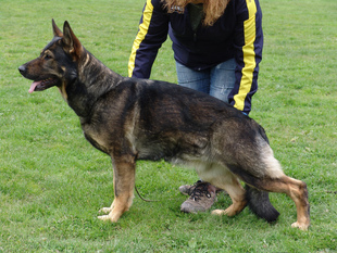 Baghira vom schwarzen Merlin Baghira vom schwarzen Merlin