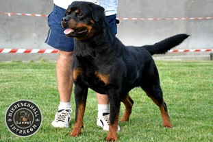 Diego von der Scherau Diego von der Scherau