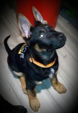 Chloe Dragon Slovakia Chloe Dragon Slovakia