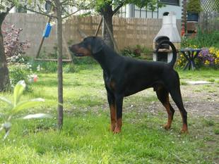Van da Hell Cando Cavallo Van da Hell Cando Cavallo