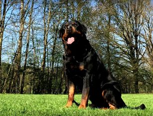 Brax von der Bogenheide Brax von der Bogenheide